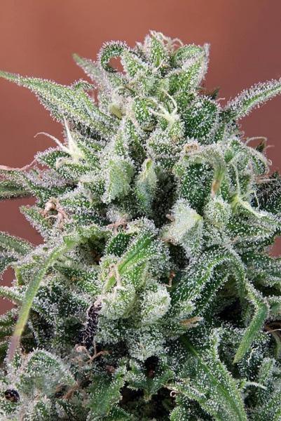 Nepal Annapurna - Mandala Seeds Shop Ace Seeds