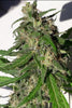 New Caledonia - Mandala Seeds Shop Ace Seeds