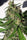 New Caledonia - Mandala Seeds Shop Ace Seeds