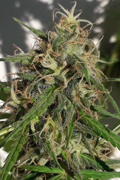 New Caledonia - Mandala Seeds Shop Ace Seeds