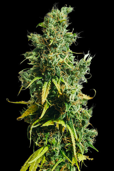 Nigerian Sativa - Mandala Seeds Shop Khalifa Genetics