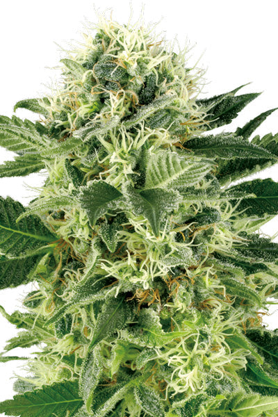 Northern Lights - Mandala Seeds Shop Sensi Seeds