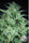 Novarine - Mandala Seeds Shop Elite Seeds