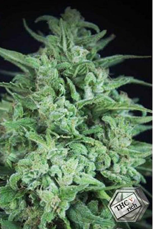 Novarine - Mandala Seeds Shop Elite Seeds