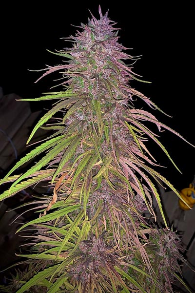 Thyme  Amazon | フジツボ (FUJITSUBO) マフラー【 RM-01A 】ホンダ