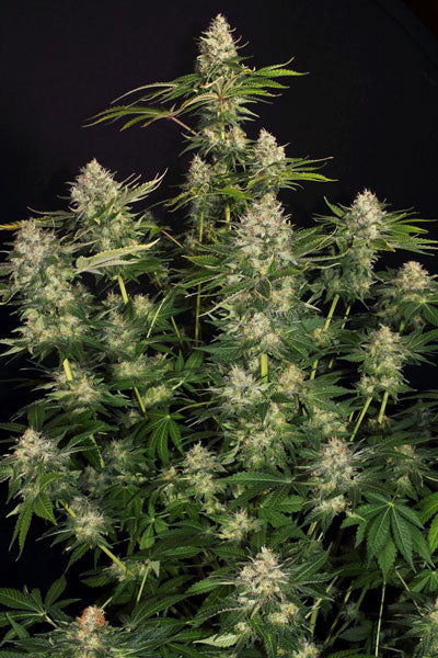 Opium - Mandala Seeds Shop Paradise Seeds