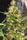 Orient Express - Mandala Seeds Shop Ace Seeds