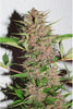 Pakistan Chitral Kush - Mandala Seeds Shop Ace Seeds