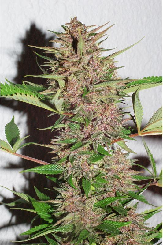 Pakistan Chitral Kush - Mandala Seeds Shop Ace Seeds