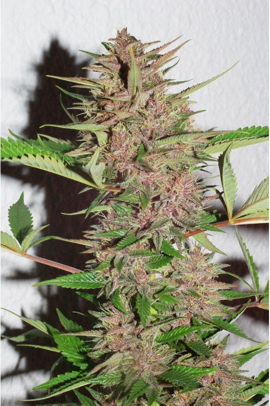 Pakistan Chitral Kush - Standard Breeders Pack - Mandala Seeds Shop Ace Seeds