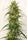 Panama A5 Haze - Mandala Seeds Shop Ace Seeds