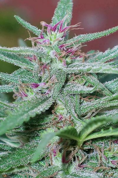 Panama - Mandala Seeds Shop Ace Seeds