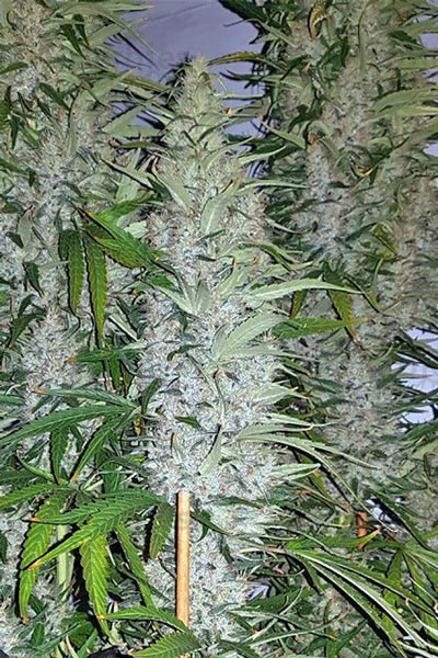 Panama x Bangi Haze - Mandala Seeds Shop Ace Seeds