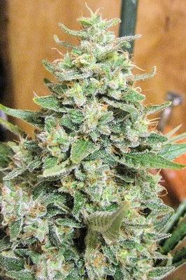 Panama x Malawi (Limited Edition) - Mandala Seeds Shop Ace Seeds