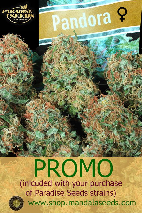 Paradise Seeds Promo - Mandala Seeds Shop