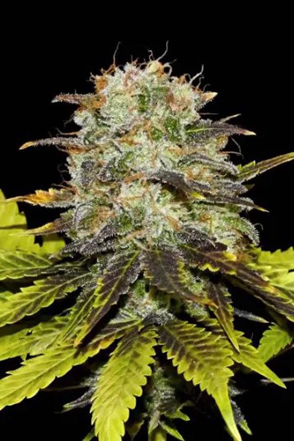 Persian Prince – Mandala Seeds Shop