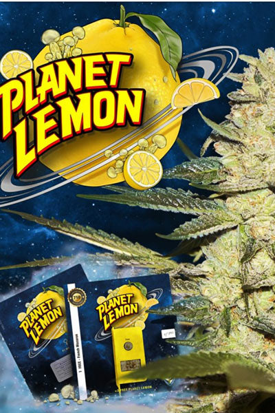Planet Lemon (Limited Edition) - Mandala Seeds Shop T.H.Seeds