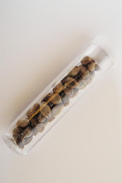 Plastic tube 2ml - Mandala Seeds Shop Storage Tube