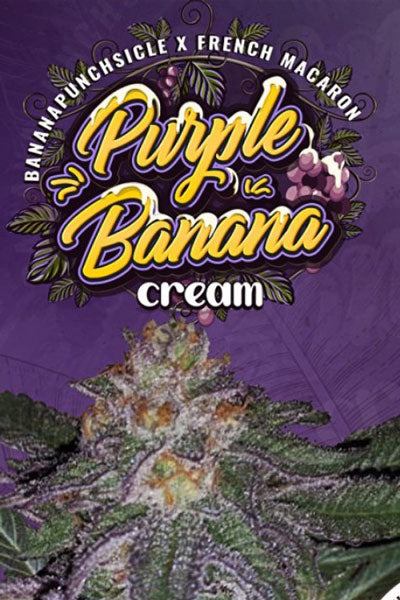 Purple Banana Cream (Limited Edition) - Mandala Seeds Shop T.H.Seeds