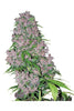 Purple Bud - Mandala Seeds Shop Sensi White Label