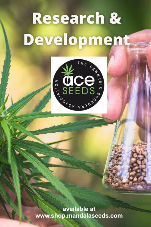 Purple Haze #23 x Zamaldelica F2 - Mandala Seeds Shop Ace Seeds RD