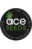 Purple Haze x Malawi - Mandala Seeds Shop Ace Seeds