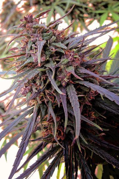 Purple Haze x Malawi – Mandala Seeds Shop
