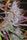 Purple Satellite - Mandala Seeds Shop Green Mountain Seeds