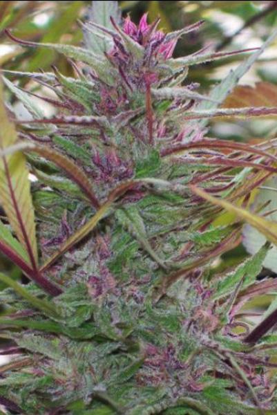 Purple Satellite - Mandala Seeds Shop Green Mountain Seeds