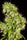 Rasol Village - Mandala Seeds Shop Khalifa Genetics