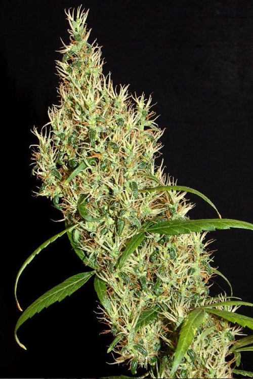 Rasol Village - Mandala Seeds Shop Khalifa Genetics