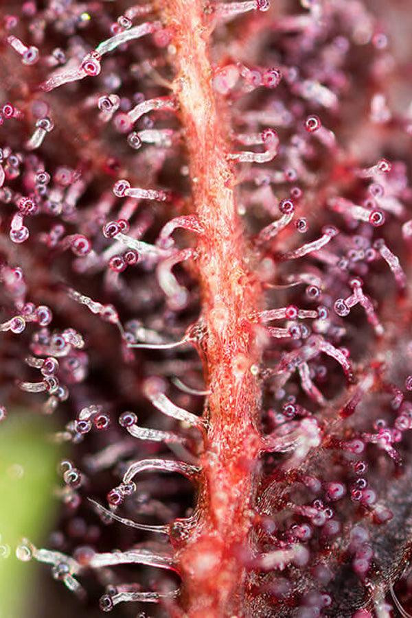 Red Hot Cookies