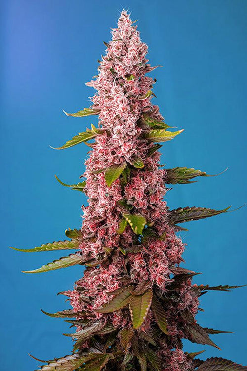 Red Hot Cookies - Mandala Seeds Shop Sweet Seeds