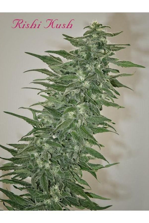 Rishi Kush - Mandala Seeds Shop Mandala Seeds