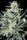 Sensi Star - Mandala Seeds Shop Paradise Seeds