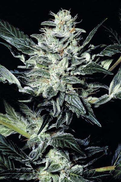Sensi Star - Mandala Seeds Shop Paradise Seeds