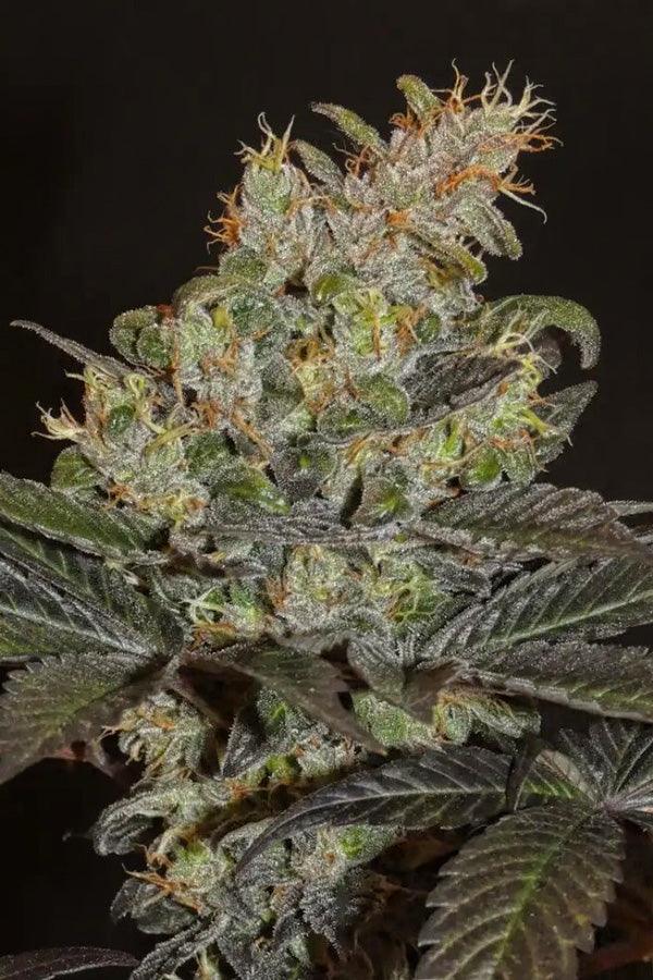 Sheberghan Hashplant – Mandala Seeds Shop