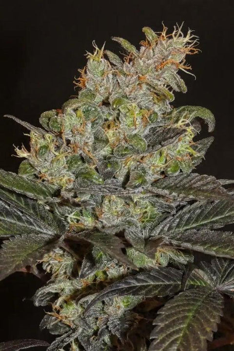 Sheberghan Hashplant