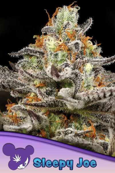 Sleepy Joe - Mandala Seeds Shop Anesia
