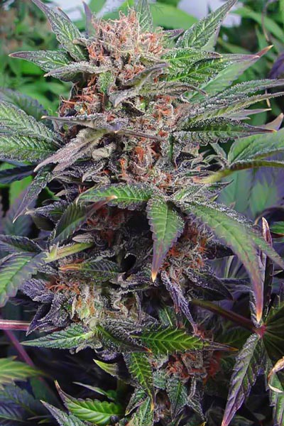 Somango - Mandala Seeds Shop Cheap Feminized Seeds