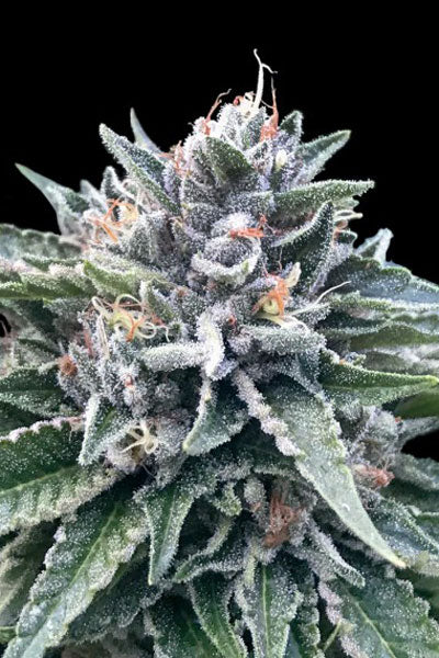 Sorbet #4 - Mandala Seeds Shop DNA Genetics