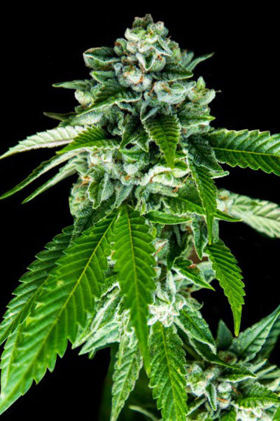 Sorbet Dreams - Mandala Seeds Shop DNA Genetics