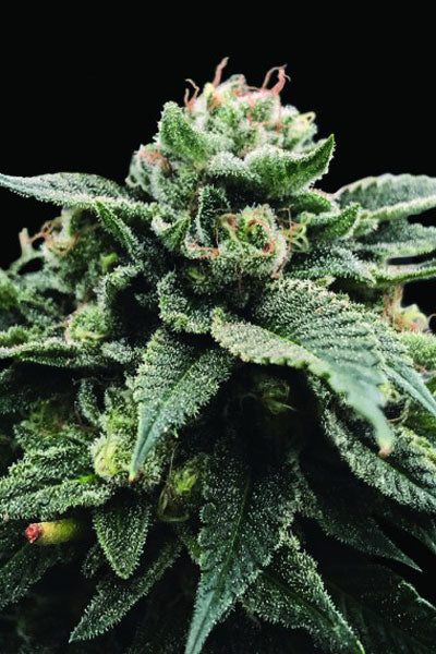 Sorbet Stash - Mandala Seeds Shop DNA Genetics