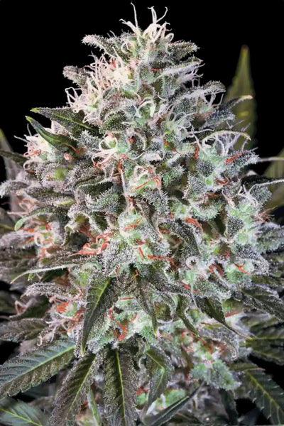 Space Cookies - Mandala Seeds Shop Paradise Seeds