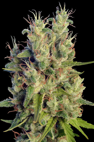 Super Malawi Haze - Mandala Seeds Shop Ace Seeds