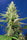 Sweet Pure Auto CBD - Mandala Seeds Shop Sweet Seeds