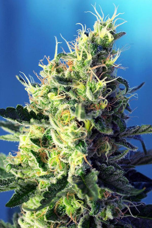 Sweet Pure CBD - Mandala Seeds Shop Sweet Seeds