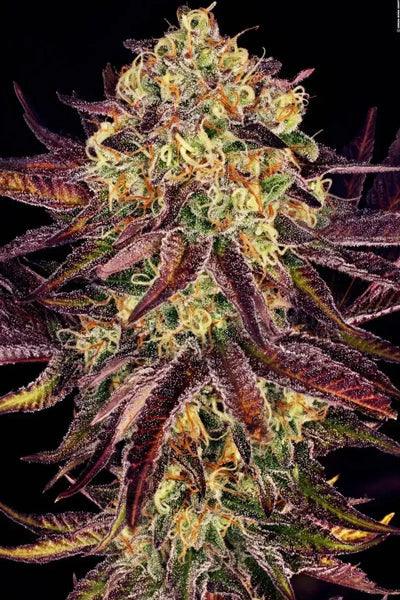 Tangerine Sorbet – Mandala Seeds Shop