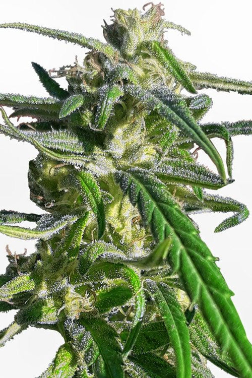 Thai A5 Haze (Limited Edition) - Mandala Seeds Shop Ace Seeds