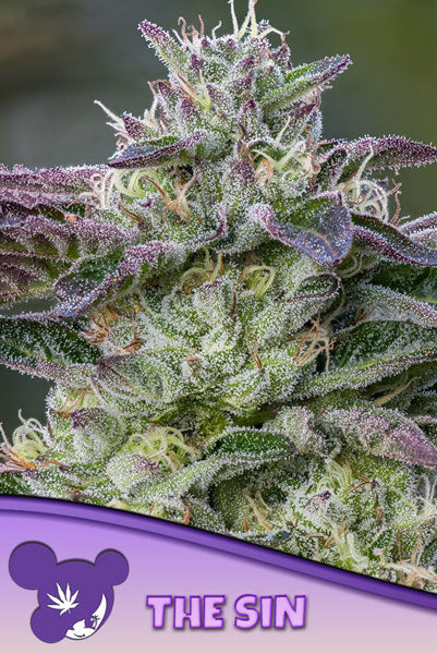 The Sin - Mandala Seeds Shop Anesia